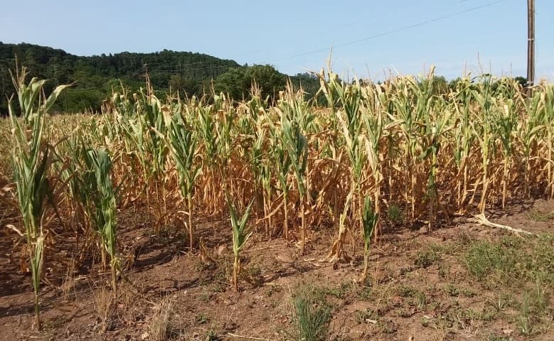 Seguro rural cobre só 10% das lavouras no RS e Fetag alerta para risco crescente na safra
