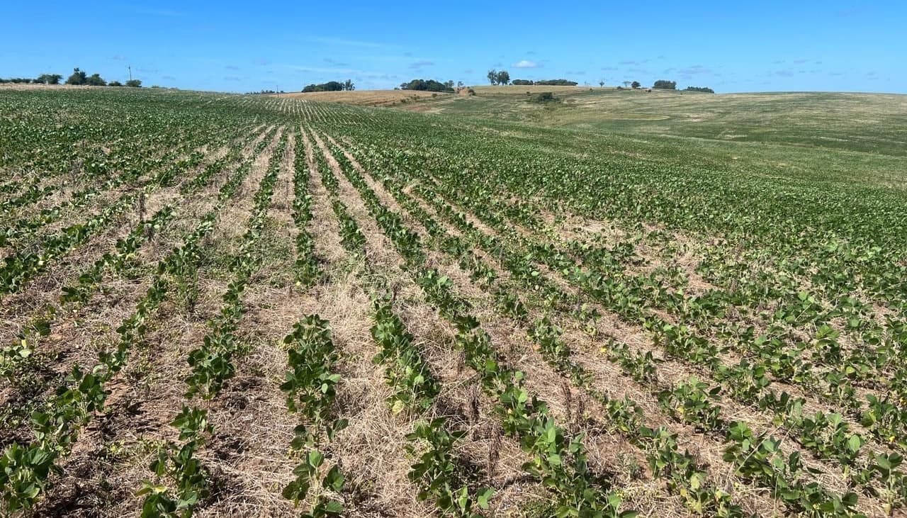 Estiagem se instala no Rio Grande do Sul com chuvas escassas  