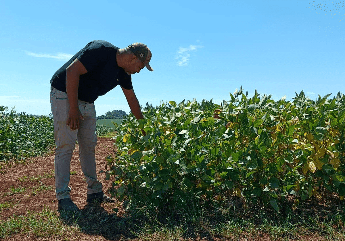 Chuvas recentes aliviam estresse hídrico das lavouras de soja, destaca Emater