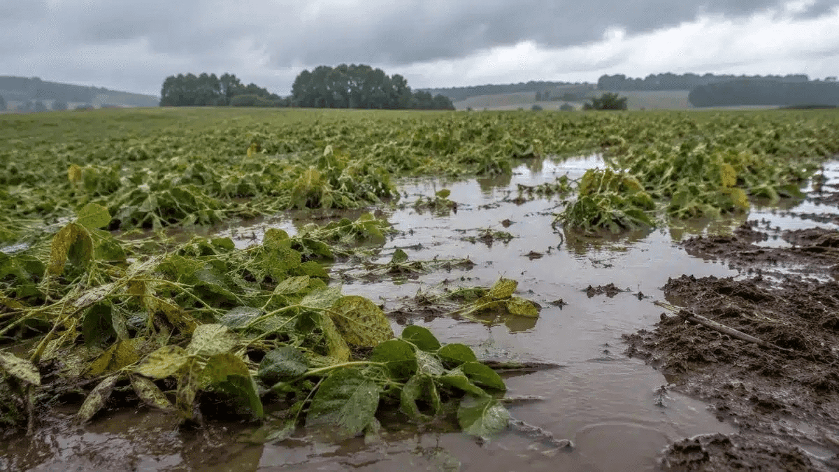 Chuvas acima da média em agosto acendem alerta para produtores rurais no RS