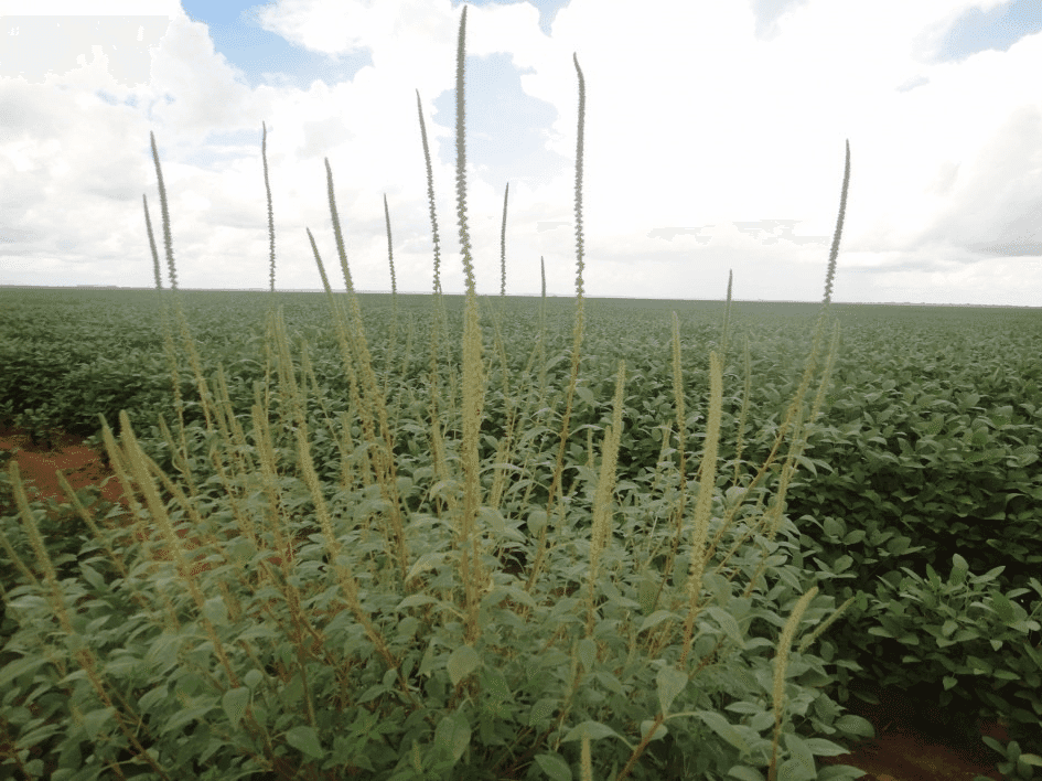 Servidores do Estado realizam força-tarefa na região em ação sanitária sobre riscos do caruru-gigante