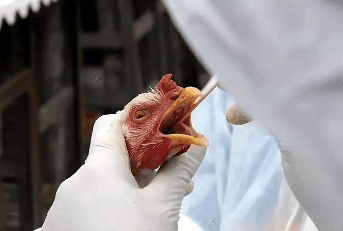 Novo caso de influenza aviária é confirmado no RS