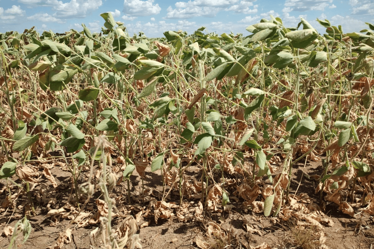 Rio Grande do Sul tem 48 municípios em situação de emergência pela estiagem