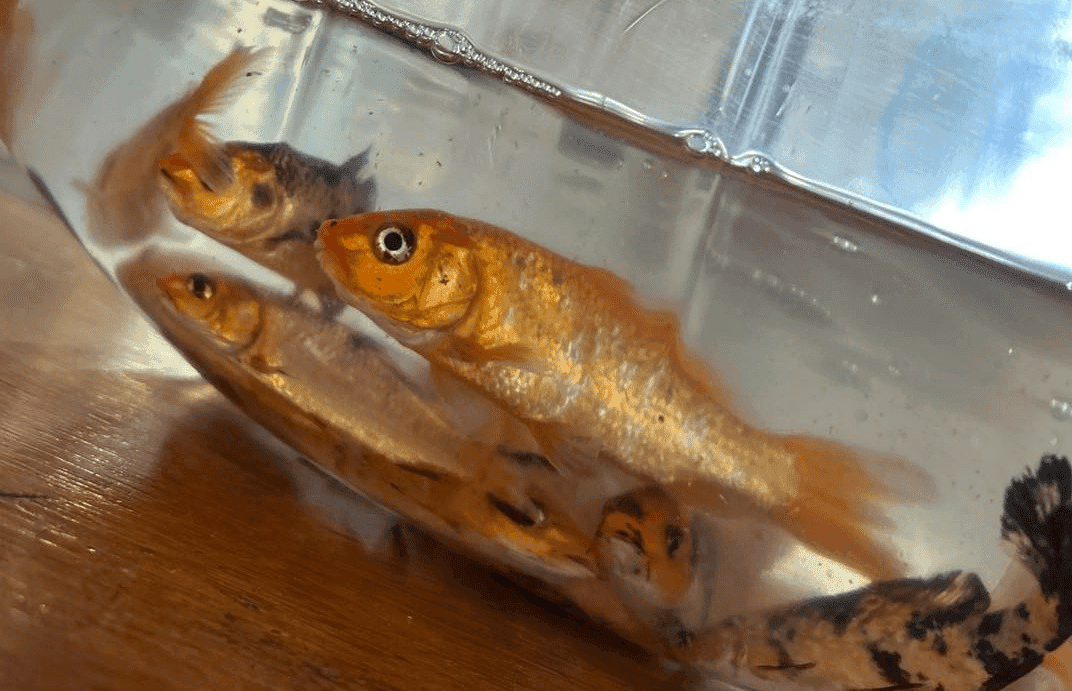 Secretaria da Agricultura de Liberato Salzano realiza entrega de 10 mil alevinos a produtores 