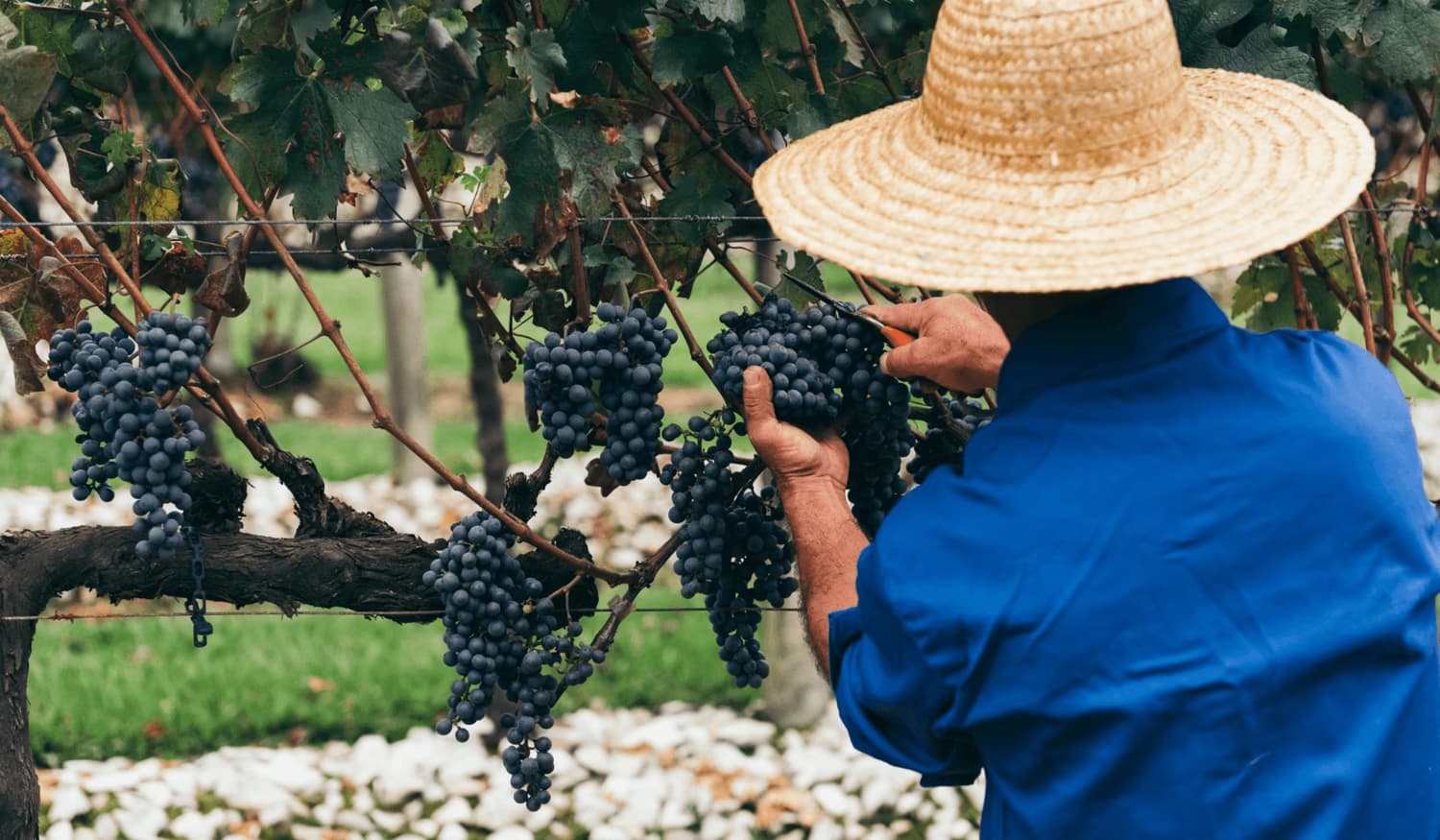 Safra de uva no RS deve superar 900 mil toneladas